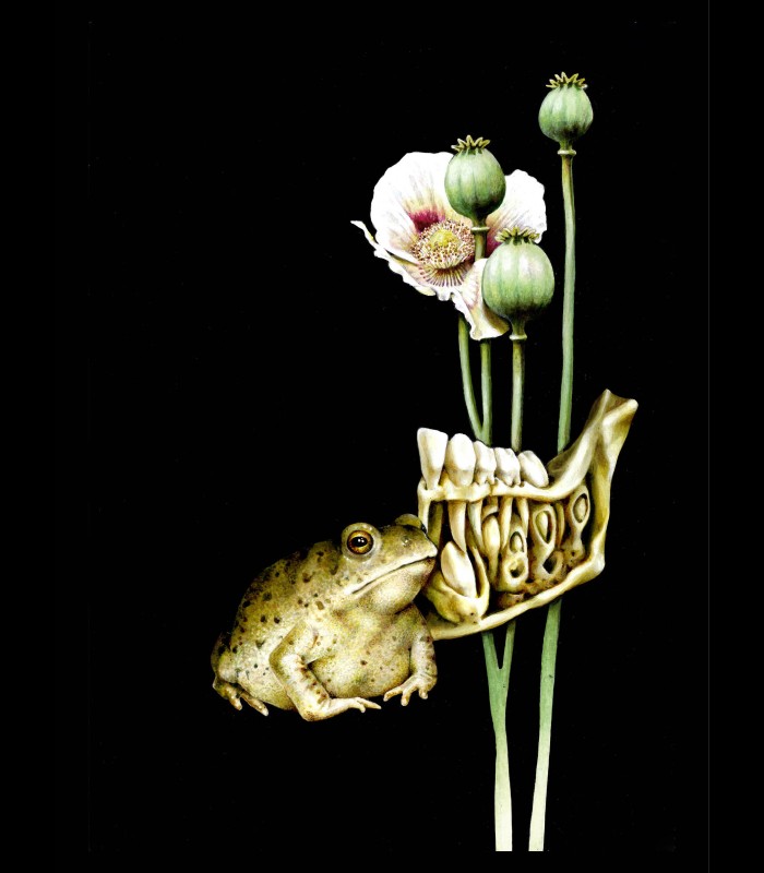 Reprographie papier "Pavot" Azra MANTIS