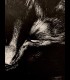 Reprographie "TOTO" Quentin Utopia