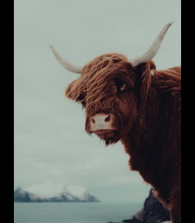 Reprographie papier "OUT IN THE COLD NORTH" Gaui H Pic