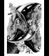 Reprographie "GOAT" Quentin Utopia