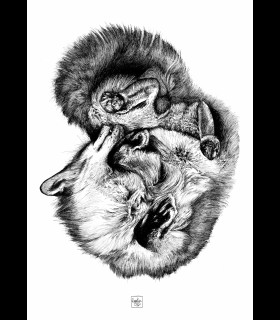 Reprographie "JUNIPER" Quentin Utopia